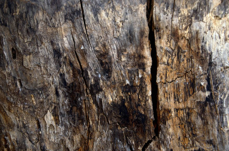 Texture of woodの写真素材