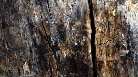 Texture of woodの写真素材