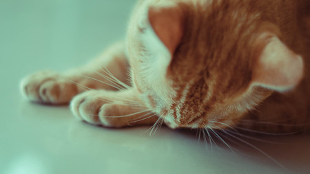 Stray cat lying in wait with hope.の写真素材