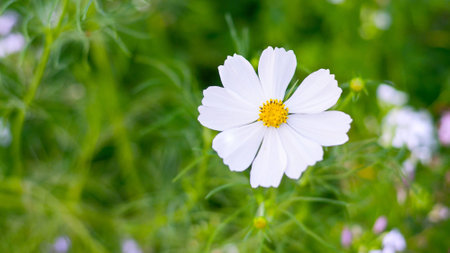 White  cosmos flowers in gradenの写真素材