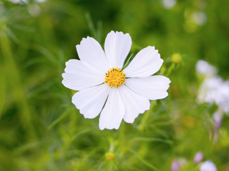 White  cosmos flowers in gradenの写真素材