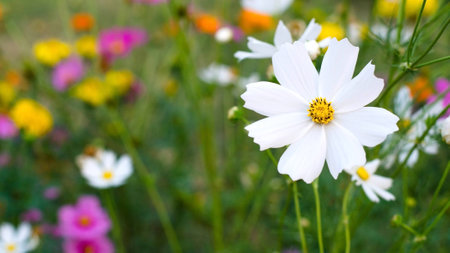 White cosmos flowers in gradenの写真素材