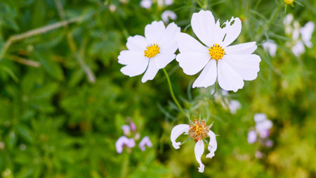 White cosmos flowers in gradenの写真素材