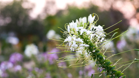 Pink And White Spider flowerCleome hassleriana in the gardenの写真素材