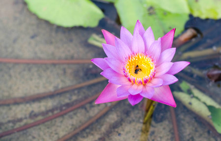 Ping lotus flower reflect with the water in the pondの写真素材