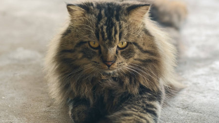Persian cat with beautiful hairの写真素材