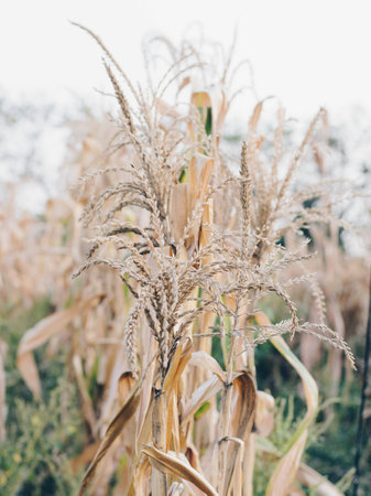 Corn farmの写真素材