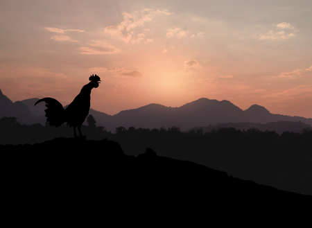 Silhouettes rooster crowing in the morning on the mountain backgroundの写真素材
