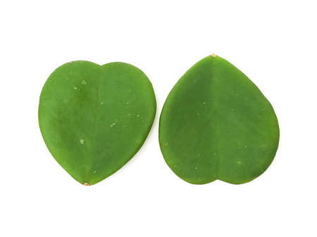 Green heart-shaped hoya leaf placed on a white background.の写真素材