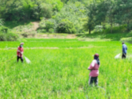 Blurred view of group of farmers or farmers spraying pesticides and herbicides in green paddy fields.の写真素材