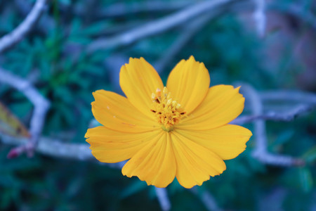 Yellow flower against the blurred nature backgroundの写真素材