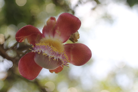 Pink flower with blur backgroundの写真素材