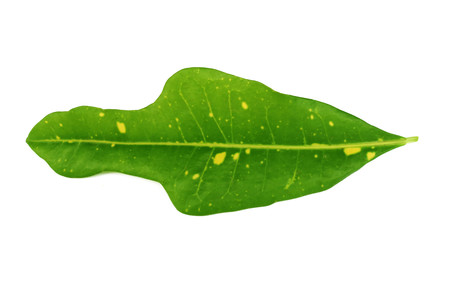 Oksn green leaves isolated from white background.