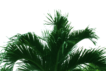 Coconut leaves isolated on white background.の写真素材