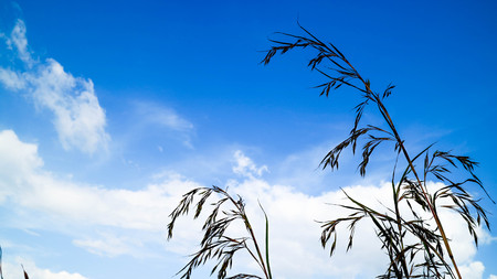 Grass, white clouds in the sky background. During middayの写真素材