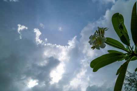 White flowers, green leaves against the sky background.の写真素材