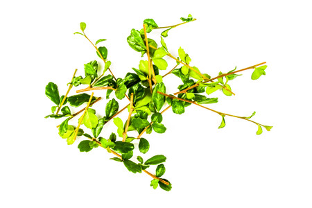 Green tea leaves are curling isolated white background.
