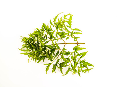 Tetraplasandra green leaves isolated white background.の写真素材