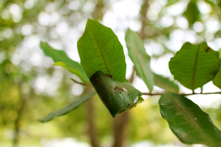 Ant nest Leaf background bokeh blur
