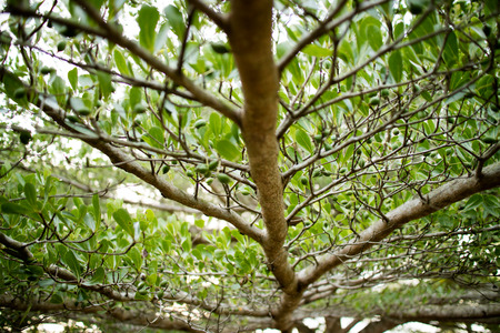 Brown branches Green foliage backgroundの写真素材