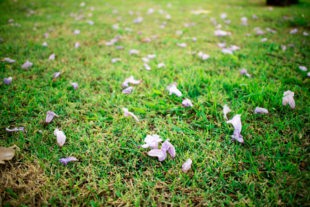 Purple flowers on the grass behind the beautiful nature.の写真素材