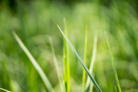 Green grass beautiful green background.
