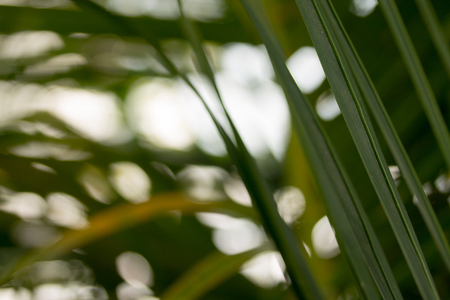 Coconut leaf green natural background blur.の写真素材