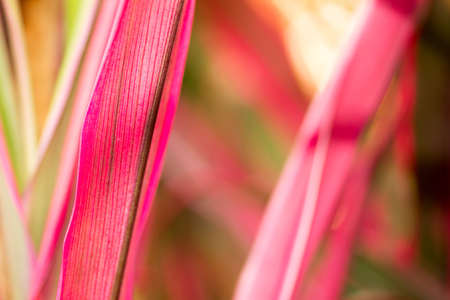 Cordyline fruticosa leaves natural backgroundの写真素材