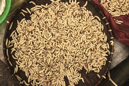 Bamboo worm,the local food of Thai.の写真素材