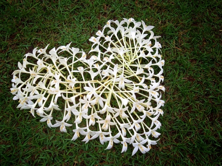 flower heartの写真素材