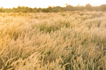 grass field touched with morning sunlightの写真素材
