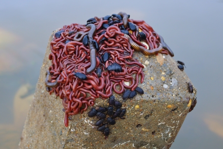 insect and millipede escaping floodの写真素材