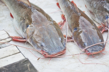 Asian redtail catfishの写真素材