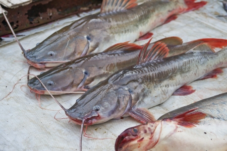 Asian redtail catfishの写真素材