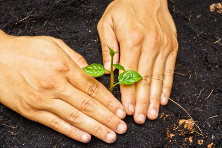 two hands holding, growing and caring a young green plantの写真素材