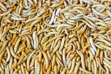 mealworm farming   Tenebrio molitor L の写真素材