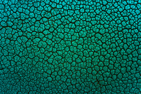 leather texture   skin texture