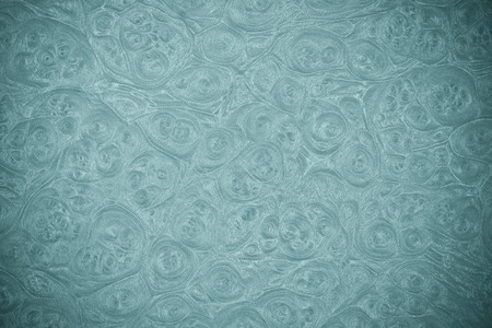 leather texture   skin texture with skin cell patterns