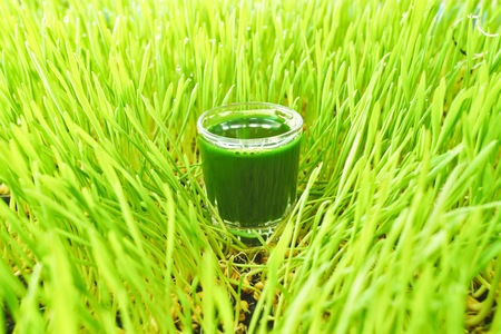 wheat grass juiceの写真素材