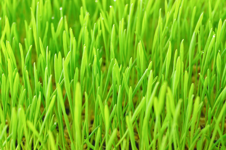 wheatgrass background