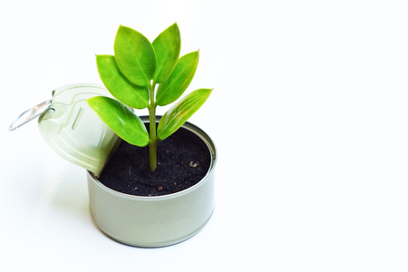 hands opening a can with a tree inside  tree in a can  tree growing in a can  idea work  love tree  love natureの写真素材
