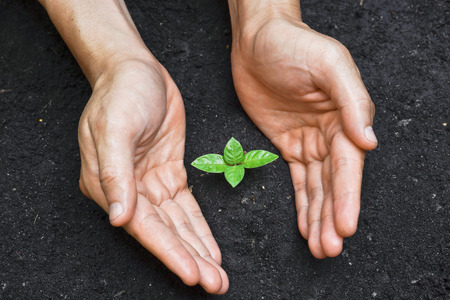 two hands caring for a young green plant, save the worldの写真素材