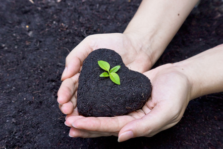 hands holding fertile soil as a heart shape with a young green tree in the middle   planting tree  ...