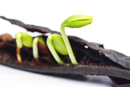 seed pod germination - plant seedlingの写真素材