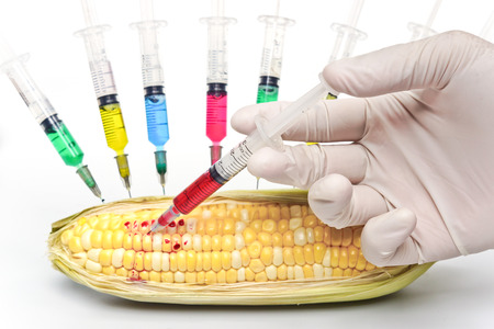 hand injecting chemical into gmo corn with syringesの写真素材