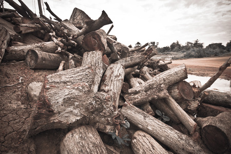 deforestation - cutting down treesの写真素材