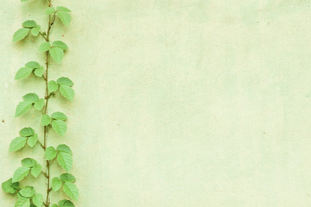 The Green Creeper Plant on the Wallの写真素材