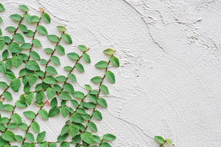 green creeper plant on white wallの写真素材
