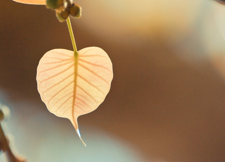 Backlit shot Sacred Fig Tree, Pipal Tree, Bohhi Tree, Bo Tree, Peepul, Ficus religiosaの写真素材