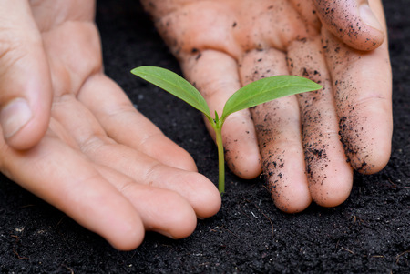 hands holding a young green treeの写真素材